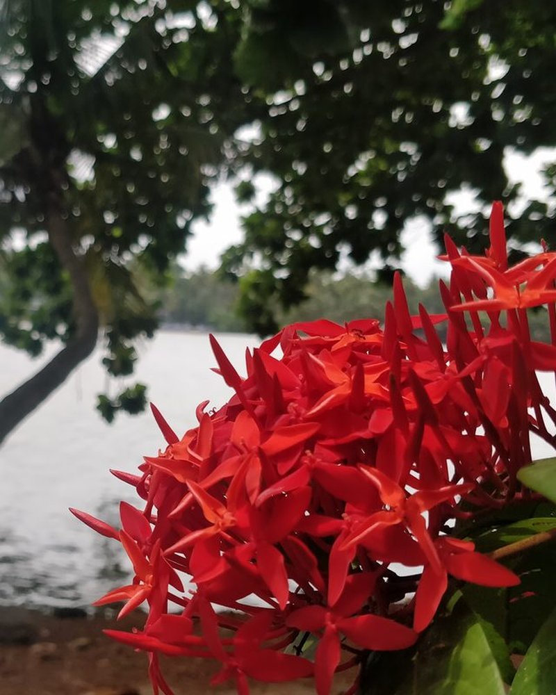 Red ixora flowers by the river Periyar, with trees and water behind.