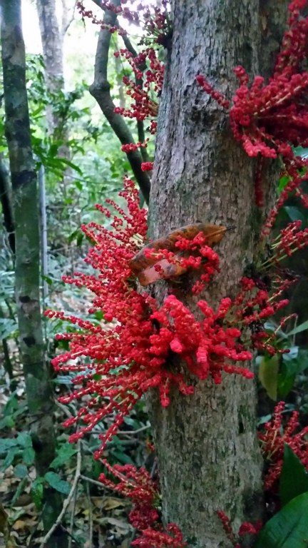 A beautiful tree