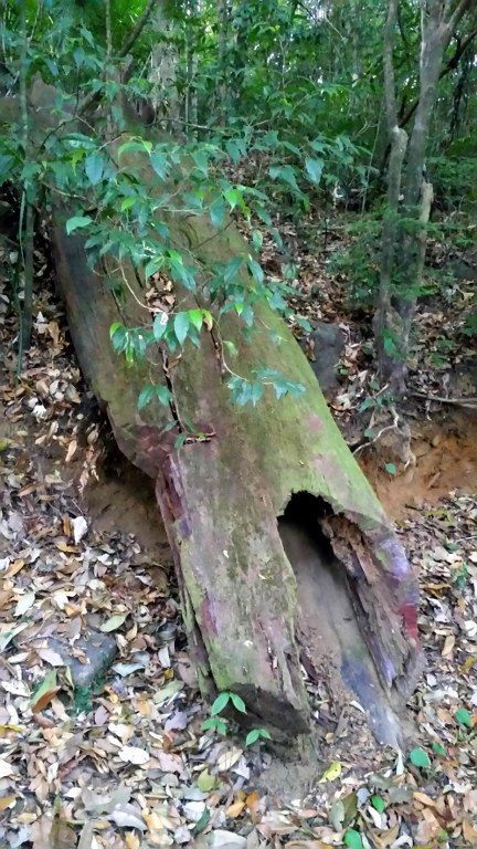 The trunk of Chenkurinji tree that had seen better days