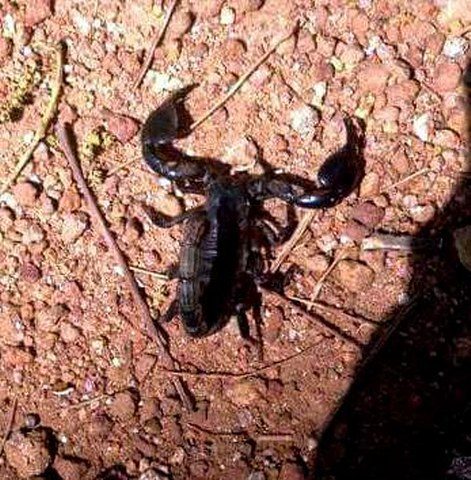 A black scorpion