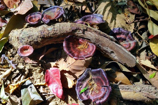 beautiful wood mushrooms