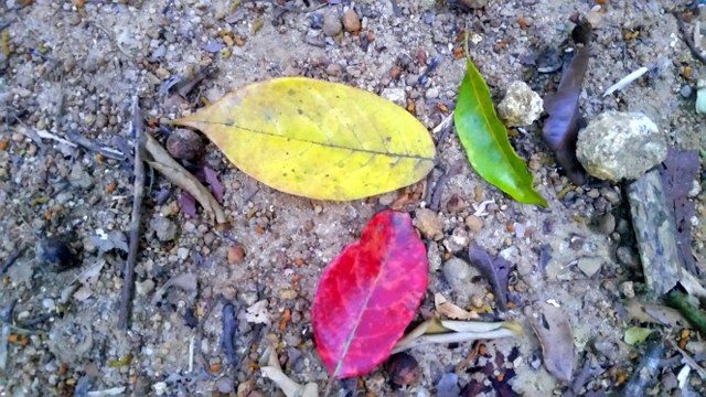 multi-hued leaves