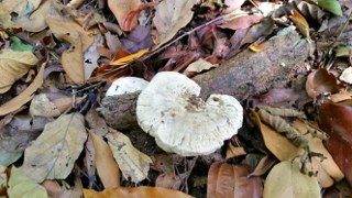 Wild mushrooms