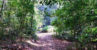 The pathway in the forest