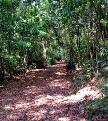 The forest pathway