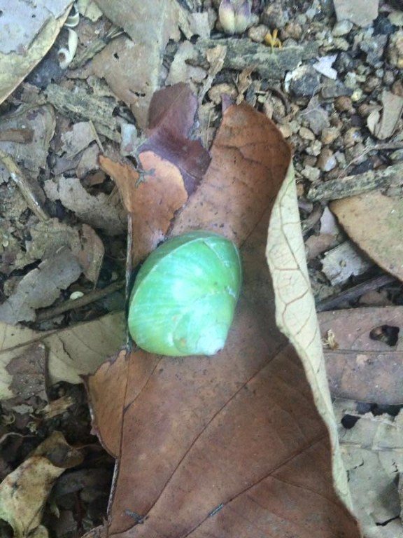 A lovely, green snail