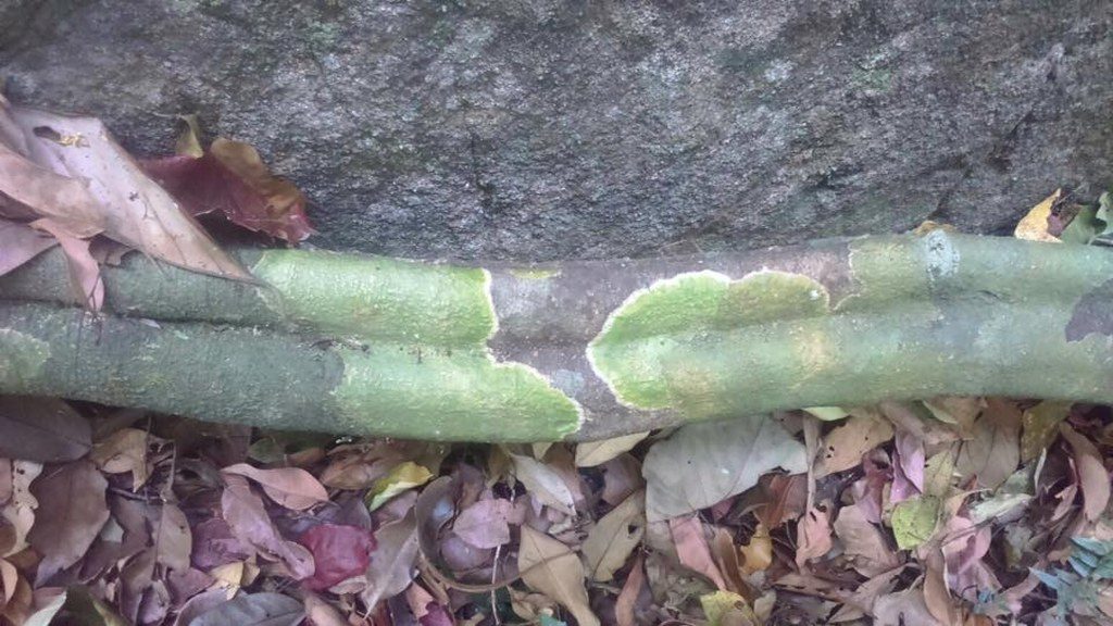 No. its not a snake. It's a creeper