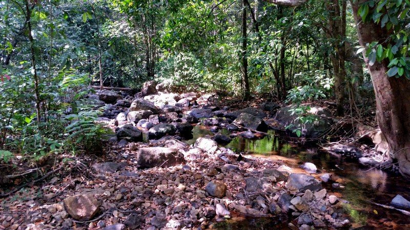 The stream running through the woods