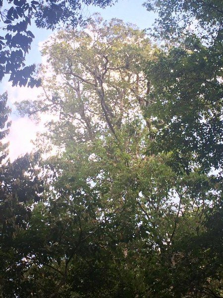 The tall Chenkurinji trees that tower over the stream