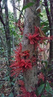 A beautiful tree with bright red flowers in its trunk