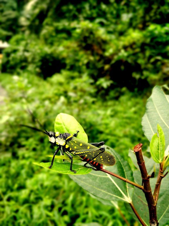 IMG_20180727_154248_Bokeh_576x768