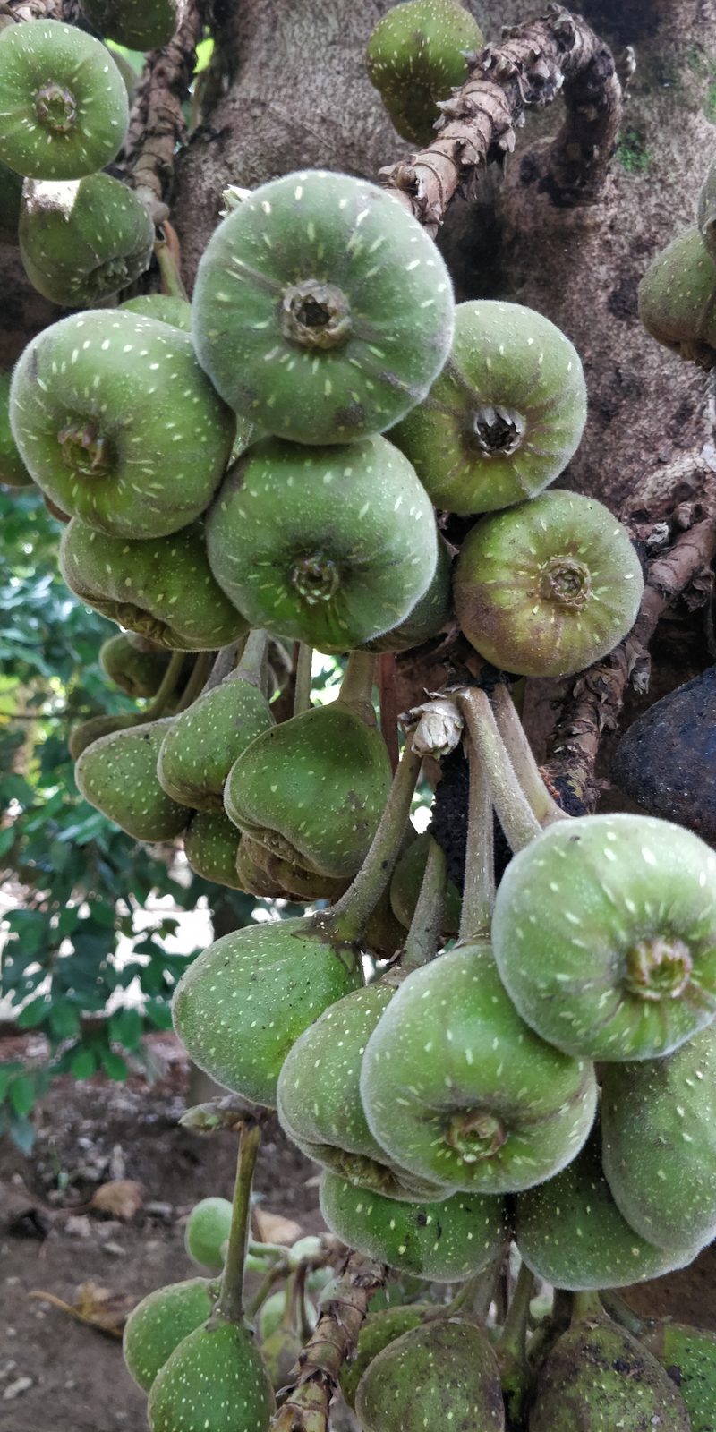a bunch of figs on the tree